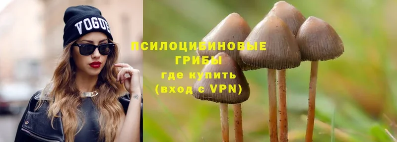 Галлюциногенные грибы Psilocybe  Дно 